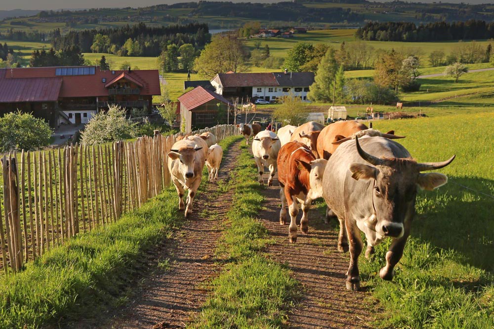 Bio Ferienhof Kogel Urlaub Auf Dem Bauernhof Im Allgau